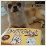 口コミ：子犬でも食べられる！パピーガムソフトスティック　ミルク味をチワワのチョコが食べてみたよ！の画像（10枚目）