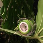 我が家のカワイイかたつむりは優秀なロールテープです。フィルムタイプだから防水でスルスル書ける。長さも好きなだけカット。半透明がキレイなんです。#ヤマトの付箋フォトコン #ロールのフセンといえばヤマ…のInstagram画像