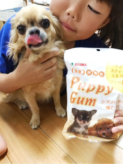 口コミ：ペットのKOJIMA パピーガム ソフトスティック ミルク味なのだぁ〜♡ベルおやつ中♡の画像（1枚目）