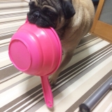 口コミ記事「コジマ犬用おやつパピーガム☆ソフトスティックミルク味」の画像