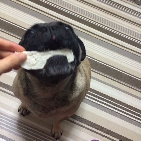口コミ：コジマ 犬用おやつ パピーガム☆ソフトスティック ミルク味の画像（6枚目）