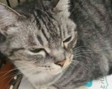 口コミ記事「大切な愛猫に美味しい無添加キャットフードを♡」の画像