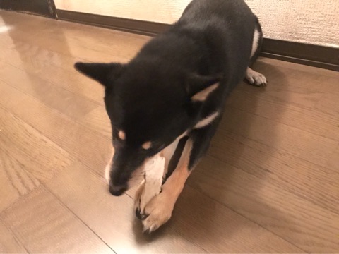 口コミ：愛犬茶々の噛むおやつ〜パピーガム ソフト スティック ミルク味 フラット〜の画像（9枚目）