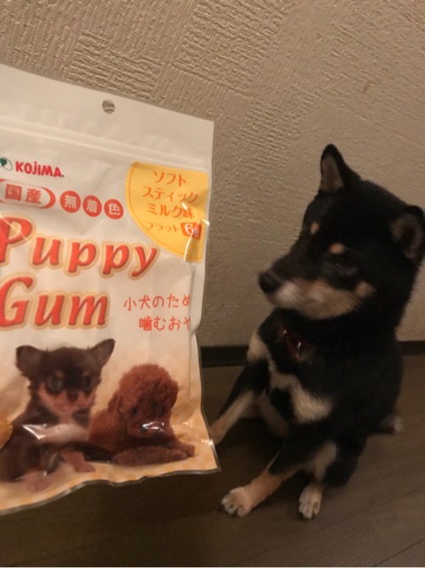 口コミ：愛犬茶々の噛むおやつ〜パピーガム ソフト スティック ミルク味 フラット〜の画像（1枚目）