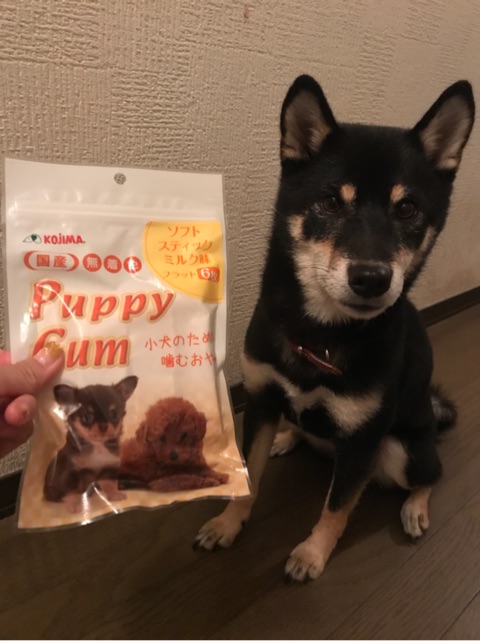 口コミ：愛犬茶々の噛むおやつ〜パピーガム ソフト スティック ミルク味 フラット〜の画像（2枚目）