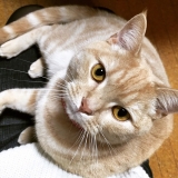 口コミ記事「こんなに可愛い猫なのに…＆石鹸のご紹介！」の画像