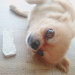 口コミ：わんちゃんのお散歩、お出かけのお供に♪エチケットパック　マナーくんがとっても便利！拾ってポイっと流すだけ！の画像（12枚目）
