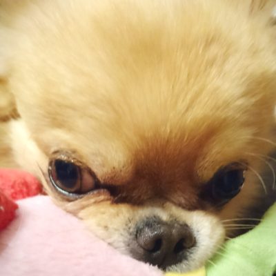 口コミ：わんちゃんのお散歩、お出かけのお供に♪エチケットパック　マナーくんがとっても便利！拾ってポイっと流すだけ！の画像（9枚目）