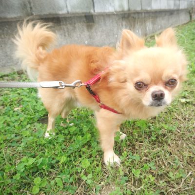 口コミ：わんちゃんのお散歩、お出かけのお供に♪エチケットパック　マナーくんがとっても便利！拾ってポイっと流すだけ！の画像（8枚目）