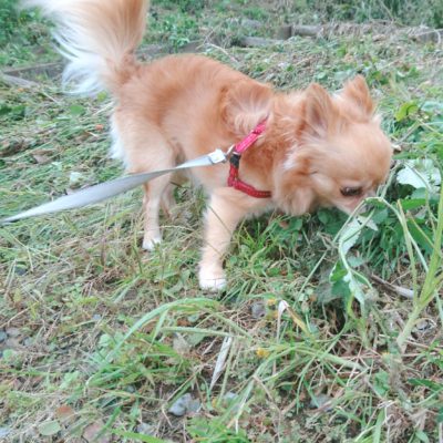 口コミ：わんちゃんのお散歩、お出かけのお供に♪エチケットパック　マナーくんがとっても便利！拾ってポイっと流すだけ！の画像（6枚目）