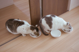 口コミ記事「【猫と暮らし始めました】」の画像