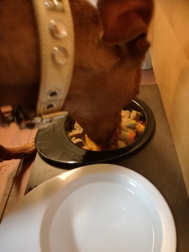 口コミ：愛犬のための総合栄養食Nana(ナナ・パウダータイプ)の画像（11枚目）