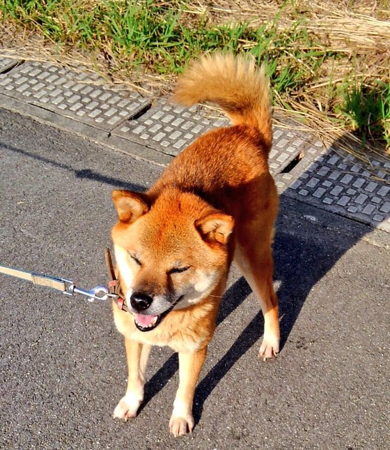 口コミ：わんちゃんのお散歩に🐶エチケットパック マナーくんの画像（8枚目）