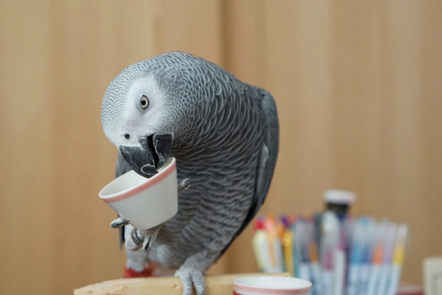 口コミ：
  うちの鳥の老いじたく
の画像（5枚目）