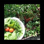 家庭菜園#ぐーぴたっ野菜クッキーが食べたい #monipla #ナリスアップコスメティックスファンサイト参加中のInstagram画像