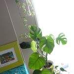 お部屋にグリーンがあるだけで、癒し✨ハワイが好きってゆうのもありますが、特に『モンステラ』が好きです。 ハワイでは、モンステラの葉は成長すると穴があいて、そこから太陽の光が差し込む…のInstagram画像