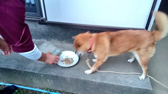 口コミ：人が食べられる食材🐶「無添加ドッグフード安心」その２の画像（3枚目）