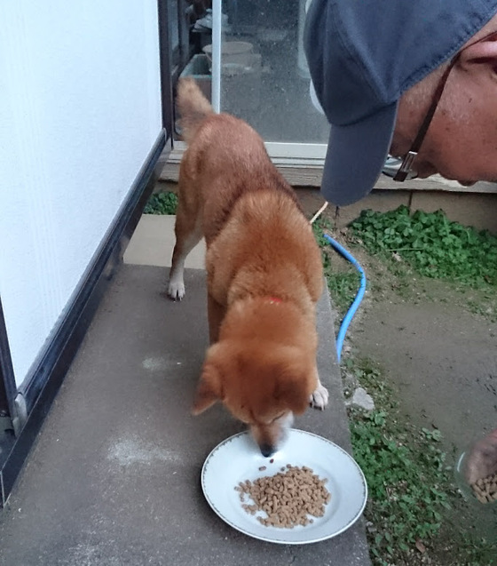 口コミ：人が食べられる食材🐶「無添加ドッグフード安心」その３の画像（2枚目）