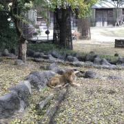 「見習って」【インスタ顔出し動画投稿】水のきれいな富士山の麓で製造のニキビケア「アッカノン」の投稿画像