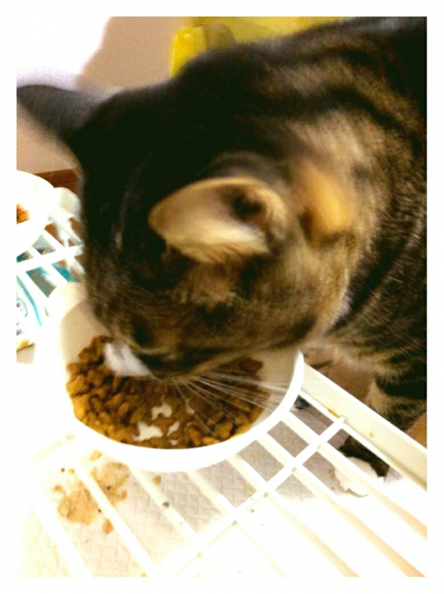 口コミ：【モニプラ】久しぶりのモニター【猫餌】の画像（3枚目）