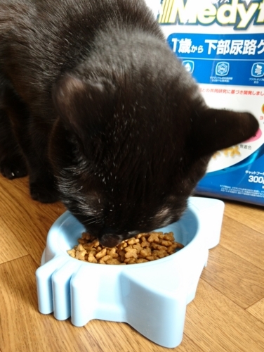 口コミ：[レポ][ねこ][モニター][モニプラ]『メディファス 1歳から チキン味 1.5kg（300g×5袋）』お試ししましたの画像（7枚目）