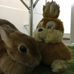#兎 #兎人 #うさぎ #うさぎ部 #うさんちゅ #banny #usagi #rabbit #ふわもこ部 #モフモフ #哺乳類 #小動物 #ミニウサギ #ミニうさぎ #rabbitgram #愛の木…のInstagram画像
