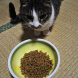 口コミ：ネコの体調に合わせて選べるネコゴハン「メディファスキャットドライ」 | ＮＥＣＯといっしょに暮らしています♪ - 楽天ブログの画像（2枚目）
