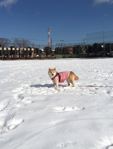 口コミ：雪！の画像（6枚目）