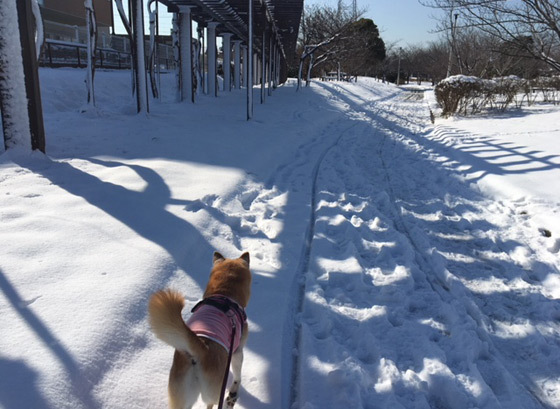 口コミ：雪！の画像（3枚目）