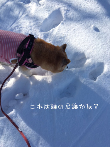 口コミ：雪！の画像（4枚目）