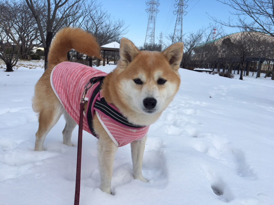 口コミ：雪！の画像（5枚目）