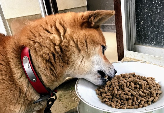 口コミ：人が食べられる食材🐶「無添加ドッグフード安心」その５の画像（2枚目）