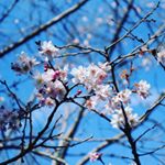 ⁂初詣で行った大宮八幡宮さまで撮った写真。春が日々楽しみです。.すべての人にやわらかなあたたかな幸せを。すべての人にやさしい花を。あなたにもわたしにも。..#nu_…のInstagram画像