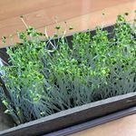 DCM栽培セットのブロッコリースプラウトが育ちましたー！5日に植えて、今日１日陽の当たる場所に置いて、先ほど収穫しました！玉ねぎの卵とじの上に乗せて♪とっても美味しかったです。「本当に…のInstagram画像
