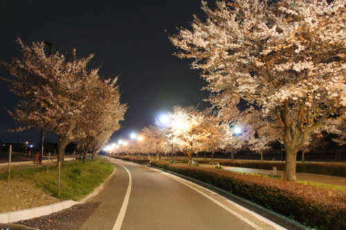 夜桜の画像（1枚目）