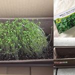 .DCMホールディングスDCMブランド 栽培セットでブロッコリースプラウトを育ててみました🌱タネを蒔いてから数日でニョキニョキ芽が出てきて1週間とちょっとぐらいで収穫できました◎…のInstagram画像