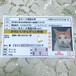 今日2月22日は、猫の日ですね！！猫の日の今日、ステキなものが届きました。あさくさ福猫太郎 開運 豆お守り大きさ約1.5ｃｍの24K純金メッキです。あさくさ福猫太郎とは、浅香光代さん（…のInstagram画像