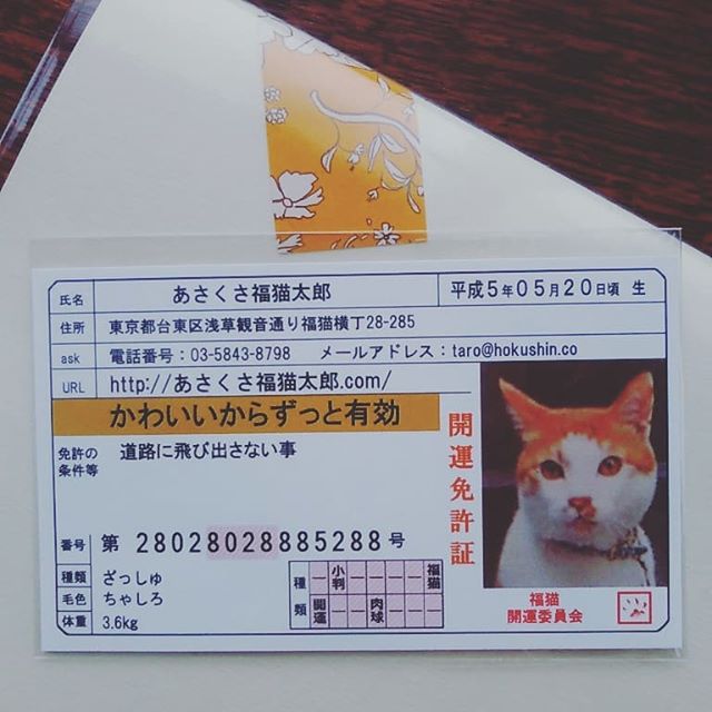 口コミ投稿：か。。可愛すぎる♥あさくさ福猫太郎の開運豆お守りと免許証。豆お守りは12種類。非売…