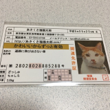 口コミ記事「「あさくさ福猫太郎」開運純金メッキ豆お守り」の画像