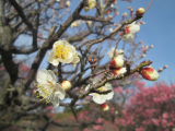 口コミ記事「梅の花＆コラーゲンの力」の画像