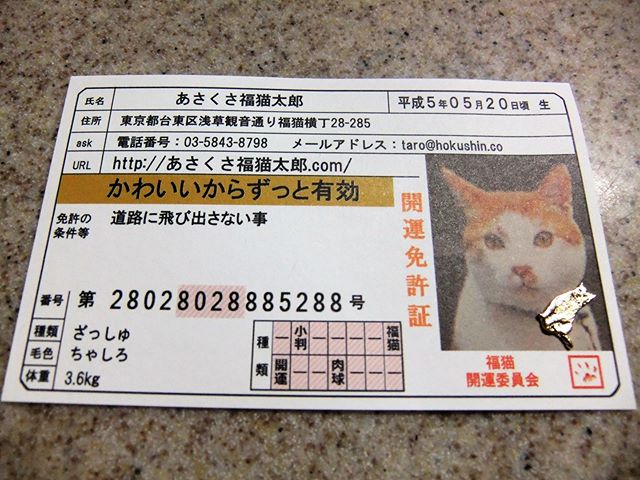 口コミ投稿：浅香光代さんが、野良猫を助けたことにより飼い始めてからというもの幸福が次から次…