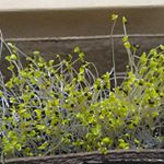 DCMホールディングスのブロッコリースプラウト栽培セット、気温が低く寒かったせいで、成長が遅めでしたが、ようやく６センチ程に育ってきました！あともう少し育ったら、日にあてて収穫します。…のInstagram画像