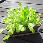 ・30日目#ガーデンレタス部屋でも気温が低い中、なんとかここまで大きくなってくれました🌱そろそろ収穫できるかな❣️@dcm_green#dcm栽培セット #くらしメイド #mo…のInstagram画像