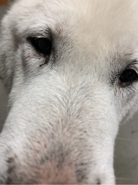 口コミ：天然記念物の紀州犬も喜ぶ焼きささみライスジャーキーの画像（7枚目）
