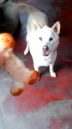 口コミ：ふかふか柔らかくてきなこご機嫌♪焼きささみライスジャーキーの画像（4枚目）