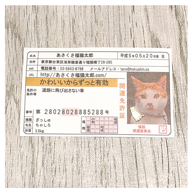 口コミ投稿：【あさくさ福猫太郎】がすごい🐈💞.モニプラファンブログ経由で、大変縁起の良いあさく…