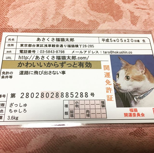 口コミ投稿：あさくさ福猫太郎です。免許証型。可愛いから、ずっと有効だそうです。きゃわいいに…