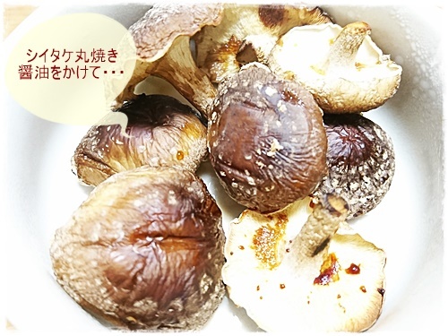 口コミ：菌活始めました！自宅deキノコ栽培とホクトの青汁！！の画像（5枚目）