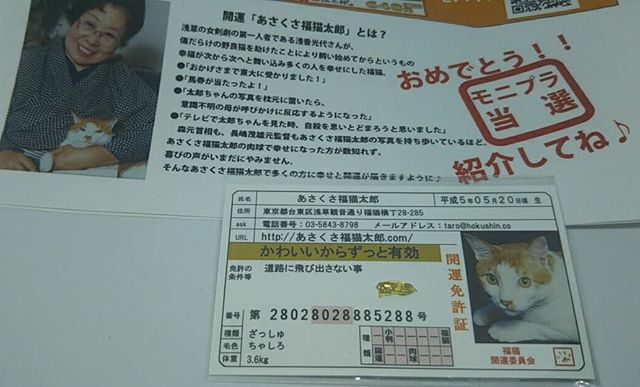 口コミ投稿：女優の浅香光代さんが傷だらけの野良猫を助けて飼いはじめてから幸福がどんどん舞い…