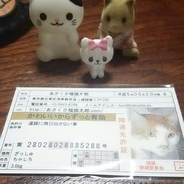 口コミ投稿：あさくさ福猫太郎可愛い免許証カードににくきゅうのスタンプもあり可愛いヽ(*´∀｀)ノ…